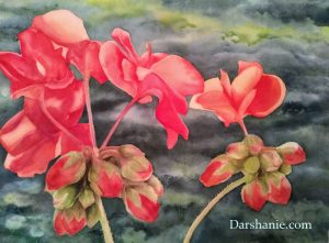 darshanie sukhu watercolor geranium assisi
