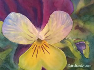 darshanie sukhu watercolor pansy bold